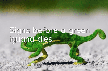 Signs before a green iguana dies
