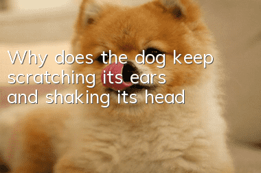 Why does the dog keep scratching its ears and shaking its head?