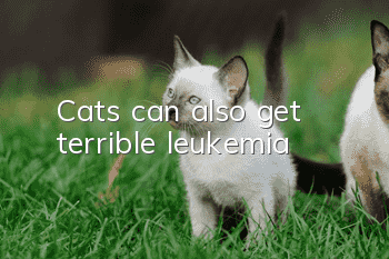 Cats can also get terrible leukemia