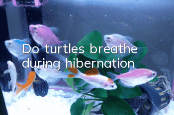 Do turtles breathe during hibernation?