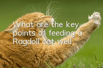 What are the key points of feeding a Ragdoll cat well?