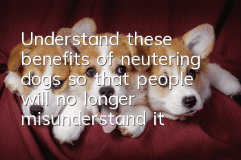 Understand these benefits of neutering dogs so that people will no longer misunderstand it as "abuse"
