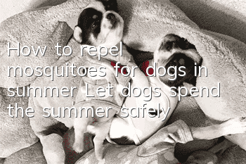 How to repel mosquitoes for dogs in summer? Let dogs spend the summer safely!