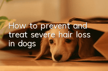 How to prevent and treat severe hair loss in dogs