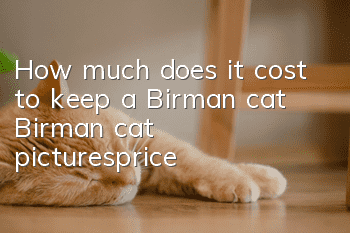 How much does it cost to keep a Birman cat? Birman cat pictures_price