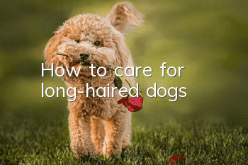How to care for long-haired dogs