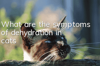 What are the symptoms of dehydration in cats?