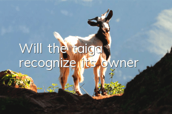 Will the taiga recognize its owner?