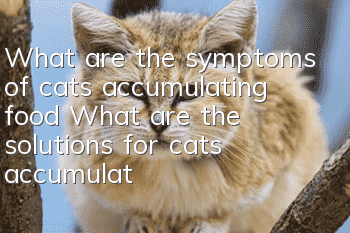 What are the symptoms of cats accumulating food? What are the solutions for cats accumulating food?