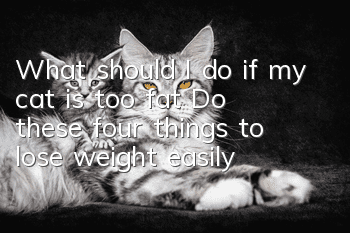What should I do if my cat is too fat? Do these four things to lose weight easily