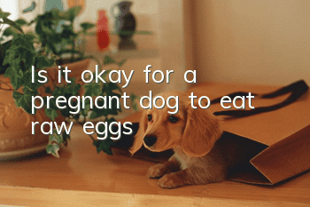 Is it okay for a pregnant dog to eat raw eggs?
