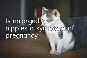 Is enlarged cat nipples a symptom of pregnancy?