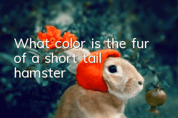 What color is the fur of a short tail hamster?