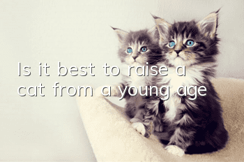 Is it best to raise a cat from a young age?