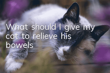 What should I give my cat to relieve his bowels?