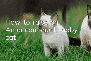 How to raise an American short tabby cat?