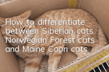 How to differentiate between Siberian cats, Norwegian Forest cats, and Maine Coon cats?