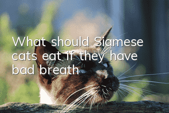 What should Siamese cats eat if they have bad breath?