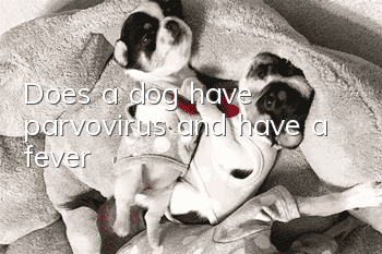 Does a dog have parvovirus and have a fever?