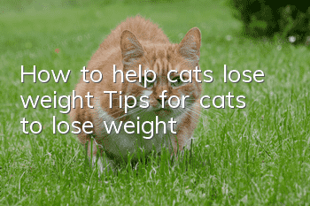 How to help cats lose weight Tips for cats to lose weight