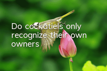 Do cockatiels only recognize their own owners?