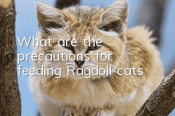 What are the precautions for feeding Ragdoll cats?
