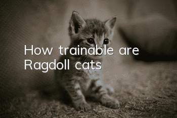 How trainable are Ragdoll cats?