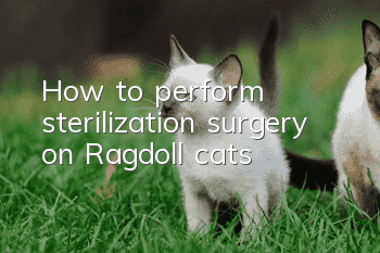 How to perform sterilization surgery on Ragdoll cats?