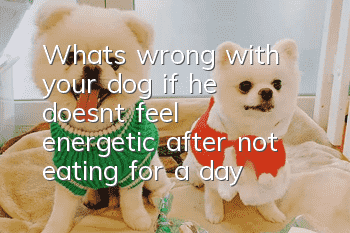 What's wrong with your dog if he doesn't feel energetic after not eating for a day?