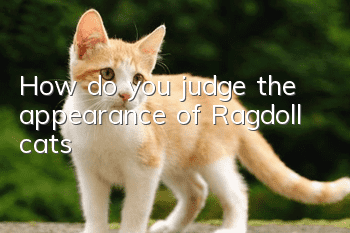 How do you judge the appearance of Ragdoll cats?