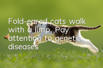 Fold-eared cats walk with a limp. Pay attention to genetic diseases