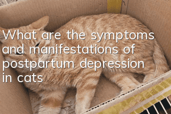 What are the symptoms and manifestations of postpartum depression in cats?