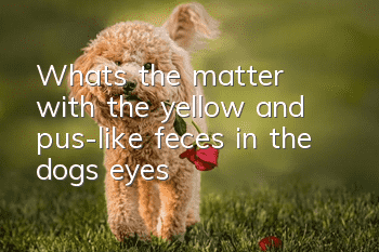 What’s the matter with the yellow and pus-like feces in the dog’s eyes?