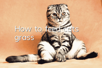 How to feed cats grass?