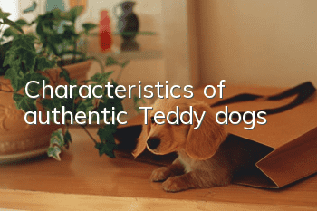 Characteristics of authentic Teddy dogs