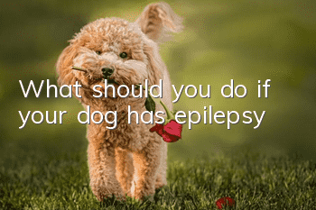 What should you do if your dog has epilepsy?