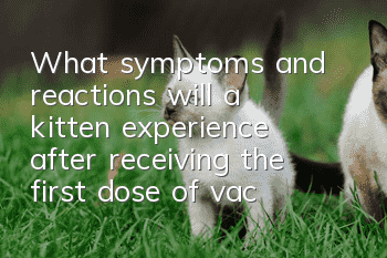 What symptoms and reactions will a kitten experience after receiving the first dose of vaccine?
