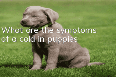 What are the symptoms of a cold in puppies?