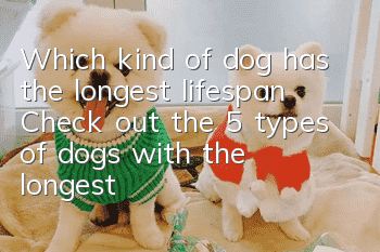Which kind of dog has the longest lifespan? Check out the 5 types of dogs with the longest lifespan