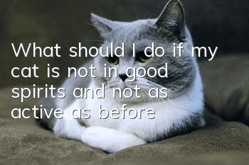 What should I do if my cat is not in good spirits and not as active as before?