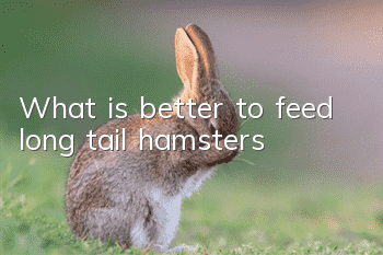 What is better to feed long tail hamsters?