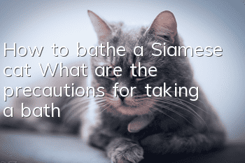 How to bathe a Siamese cat? What are the precautions for taking a bath?