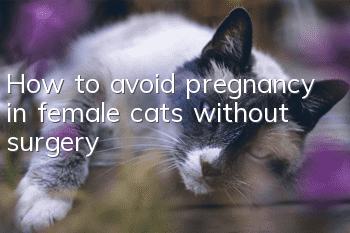 How to avoid pregnancy in female cats without surgery