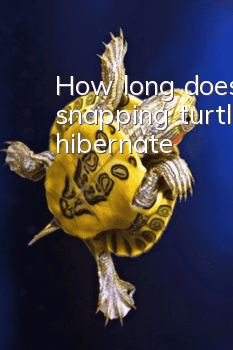 How long does a snapping turtle hibernate?