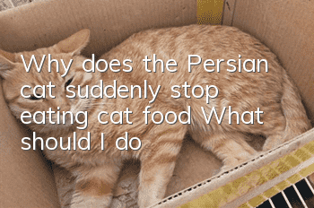 Why does the Persian cat suddenly stop eating cat food? What should I do?