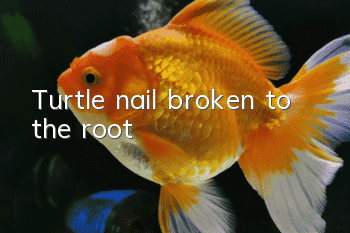 Turtle nail broken to the root