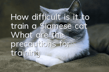 How difficult is it to train a Siamese cat? What are the precautions for training?
