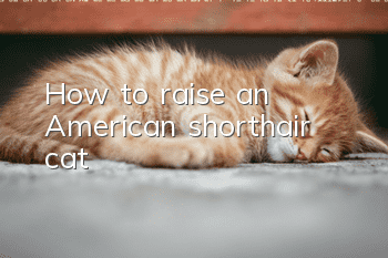 How to raise an American shorthair cat?