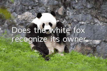 Does the white fox recognize its owner?