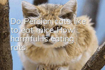 Do Persian cats like to eat mice? How harmful is eating rats?